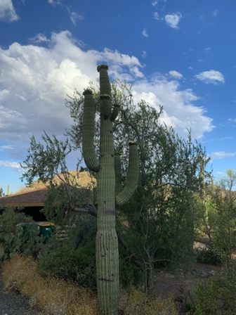 May 15 - Saguaro in bloom,
next to our driveway. May 15 - Saguaro in bloom,
next to our driveway.